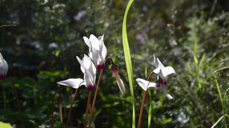 Delicate Cyclamen Blooms in Nature's Embrace wallpaper