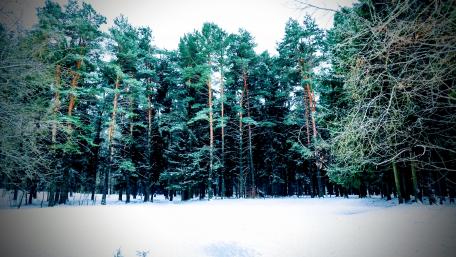 Winter Serenity in Evergreen Forests wallpaper