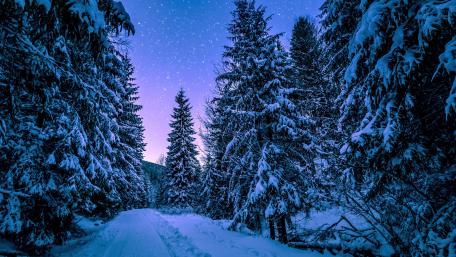 A Magical Winter Night Under the Stars wallpaper
