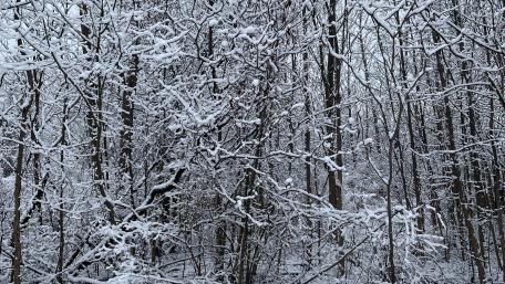 Snowy Woods wallpaper