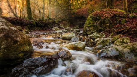 Serenity of a Forest Creek wallpaper