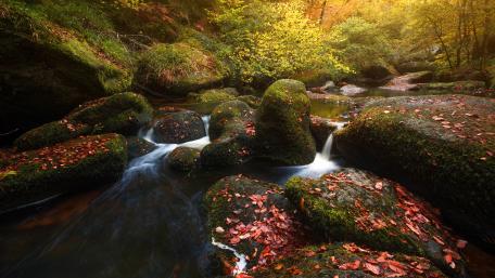 Serenity by the Riverbank wallpaper