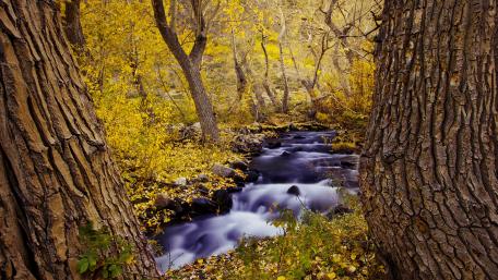 Golden Creek in Autumn Serenity wallpaper