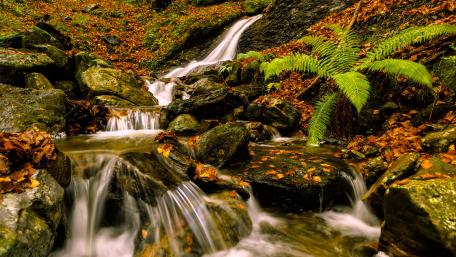 Serene Forest Waterfall Amidst Lush Greenery wallpaper