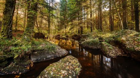 Tranquil Forest Reflections in Autumn Light wallpaper