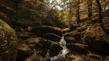 Tranquil Autumn Riverbed in the Forest wallpaper