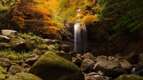 Autumn Serenity in Nature's Embrace wallpaper