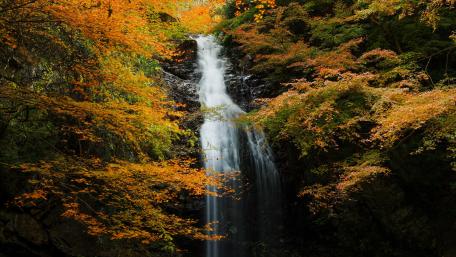 Autumn Serenity in Nature's Embrace wallpaper