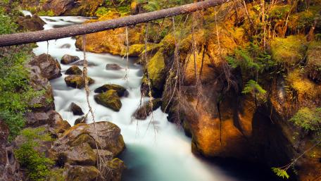 Tranquil River Flowing Through Lush Forest Scene wallpaper