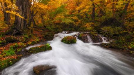 Autumn Serenity in Nature's Embrace wallpaper