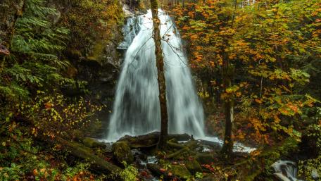 Majestic Cascade in a Vibrant Forest wallpaper
