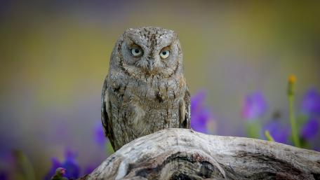 Majestic Owl Amidst Vibrant Flowers wallpaper