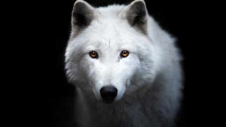 Majestic Arctic Wolf on Black Background wallpaper