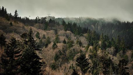Mystical Forest Under Cloudy Skies wallpaper
