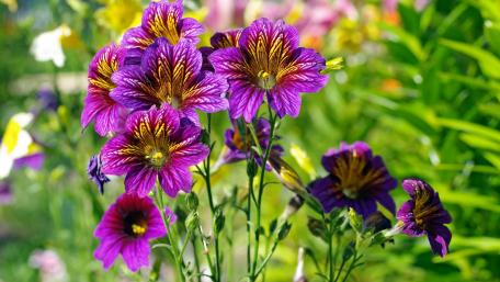 Vibrant Purple Blooms in Nature’s Canvas wallpaper