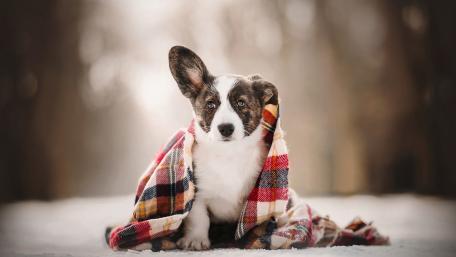 Corgi wallpaper