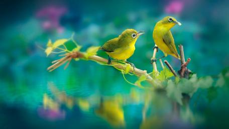 Charming Little Birds in Nature's Serenity wallpaper