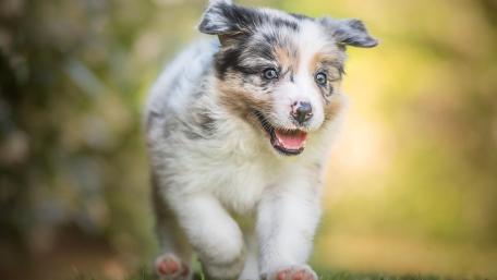 Playful Australian Shepherd Puppy Running Outdoors wallpaper