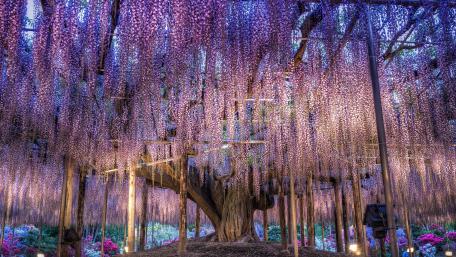 Wisteria in the Ashikaga Flower Park wallpaper