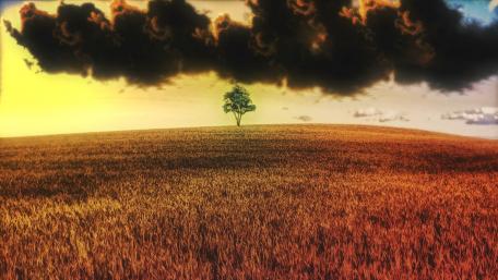 Solitary Tree in a Wheat Field at Sunset wallpaper