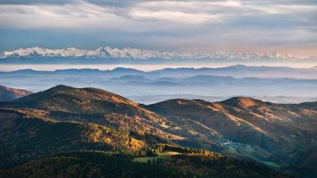 Black Forest wallpaper