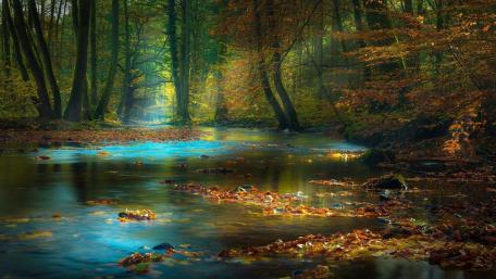 Tranquil Autumn Serenity in Nature wallpaper