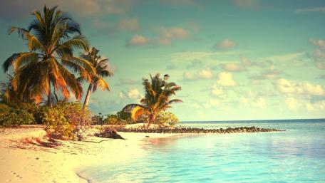 Tropical Paradise Escape Amidst Palm Trees and Clear Waters wallpaper