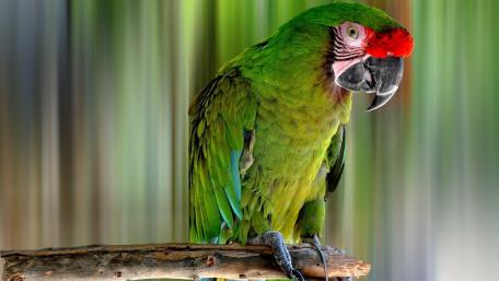 Vibrant Macaw Perched Proudly on a Branch wallpaper