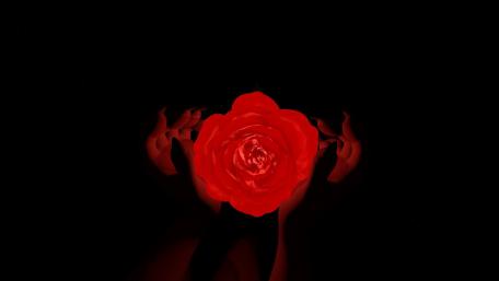 The rose wallpaper