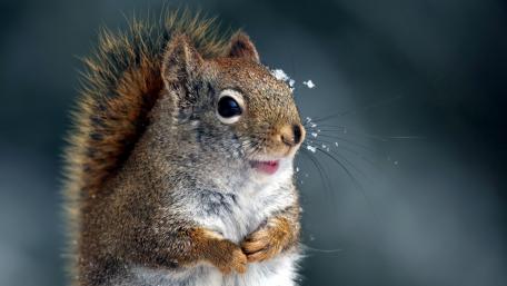 Charming Squirrel in Winter Wonderland wallpaper
