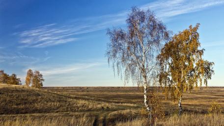 Golden Birch Trees under a Clear Sky wallpaper