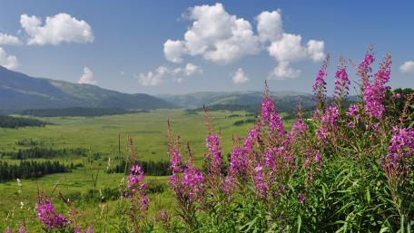 Vibrant Wildflower Meadow Under Blue Skies wallpaper