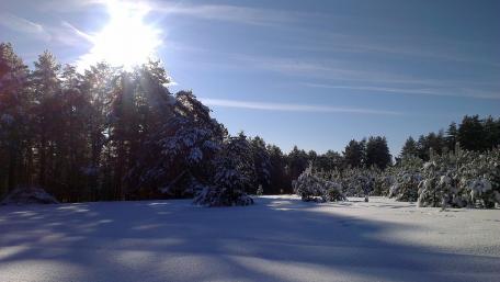 Winter's Serenity in Sunlit Snowfield wallpaper