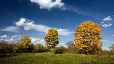 Golden Autumn Trees Against a Bright Blue Sky wallpaper