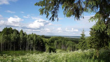 Vibrant Green Landscape Under a Blue Sky wallpaper