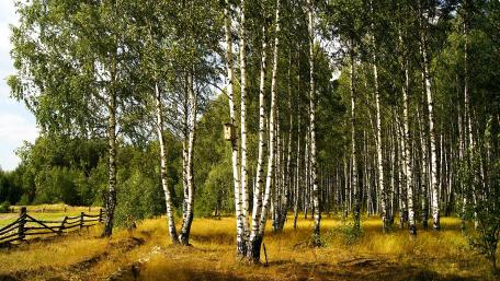 Birch grove wallpaper