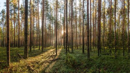 Majestic Forest Grove at Dusk wallpaper