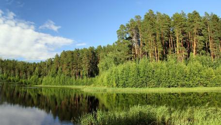 Tranquil Pine Forest Reflections wallpaper