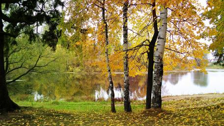 Autumn Reflections by the Birch Lake wallpaper