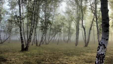 Whispers of the Birch Grove in Misty Tranquility wallpaper