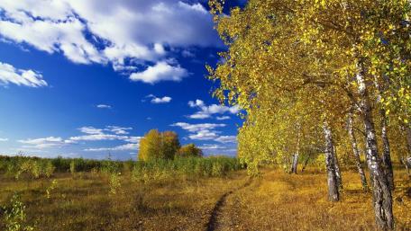 Golden Autumn Serenity in a Rural Landscape wallpaper