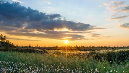 Serene Sunset Over a Flowering Meadow wallpaper