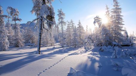 Winter Wonderland Embraced by Glowing Snowflakes wallpaper