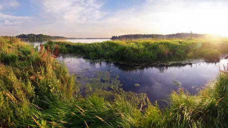 Serene Wetland Under Sunlit Skies wallpaper