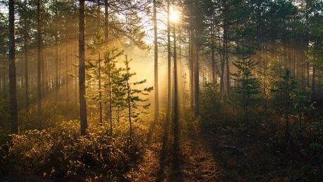 Mystical Sunbeams in the Pine Forest wallpaper