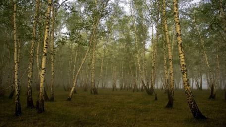 Serene Birch Grove in Misty Wilderness wallpaper
