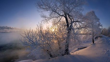 Winter Wonderland with Frosty Trees wallpaper