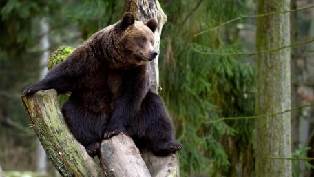 Majestic Bear in Tranquil Wilderness wallpaper