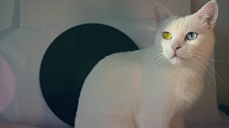 Van cat wallpaper