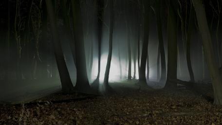 Twilight Mysteries in a Dark Forest wallpaper